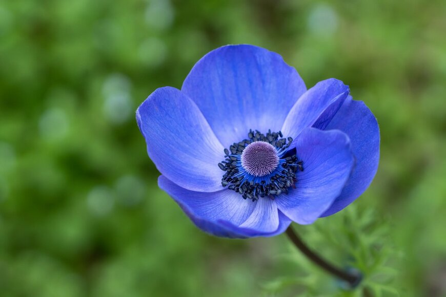 TOMO/Shutterstock.com