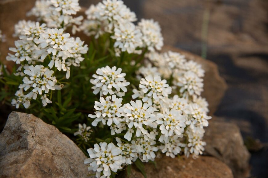 狭い庭でも【植えっぱなし】コンパクトに育つローメンテな多年草9選！日陰に強い植物もご紹介