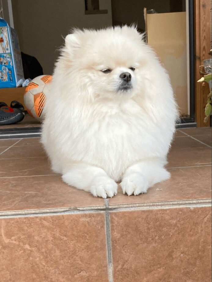 出所：@chikuwa78107742さん提供