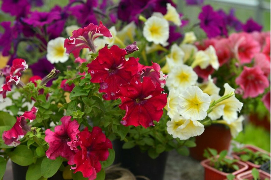 VeraPetruk/istockphoto.com