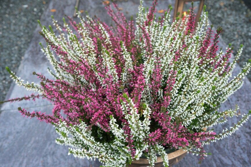 Hopfphotography/istockphoto.com