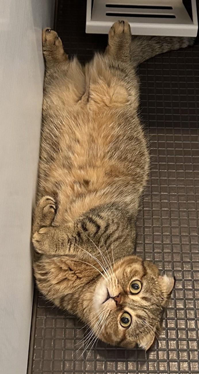 出所：@ponpokopontanu