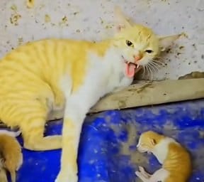 警戒心が強い野良の母猫へどうアプローチする？子猫を優先して無事に心を開いた保護の記録