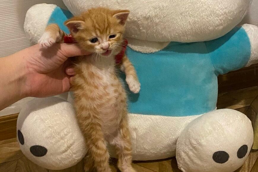 【25倍に…】生後5日ほどで保護された子猫の1年後　思わず二度見する成長した姿に「かわいい」