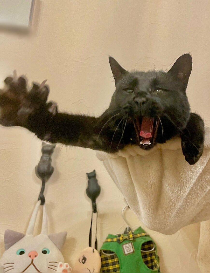 出所：@oponpontotonton