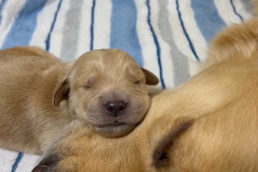 「生後7日」生まれたての子犬と新米ママ　深い愛に心打たれる…