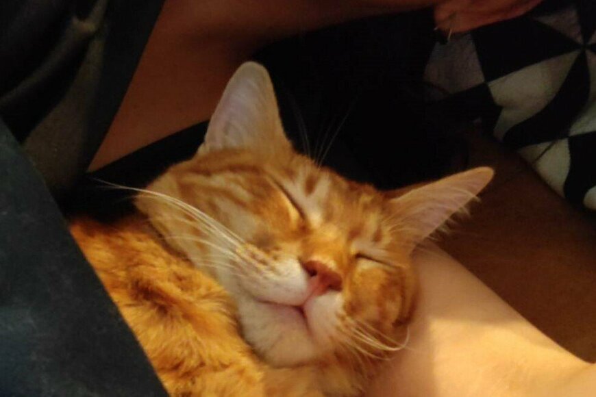 Twitterで話題の飼い主の腕で爆睡する猫ちゃん