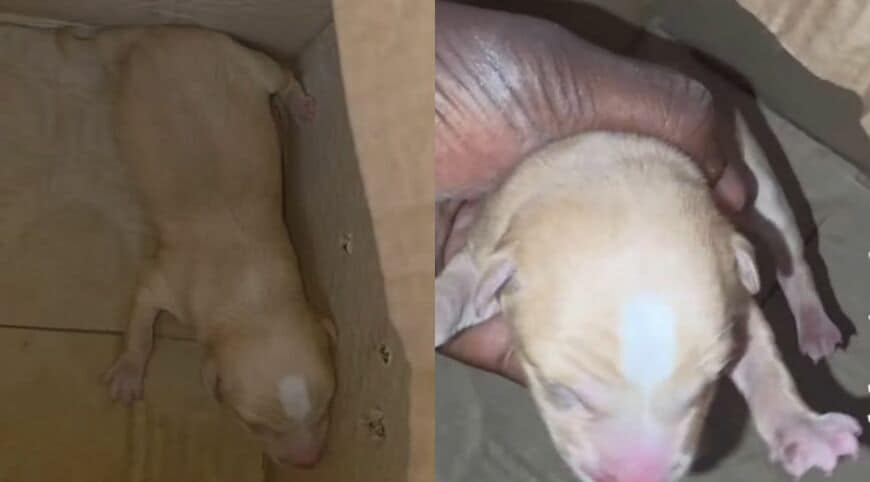 出所：<u><a href="https://www.instagram.com/p/DctqLXYIXTg/" target="_blank">@sulalaanimalrescue</a></u>