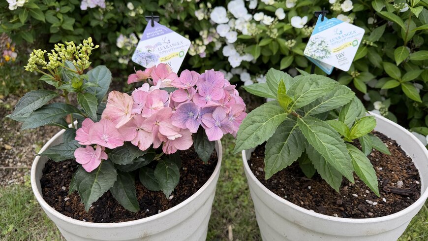 ピンクの花を咲かせているラグランジアのベビー苗