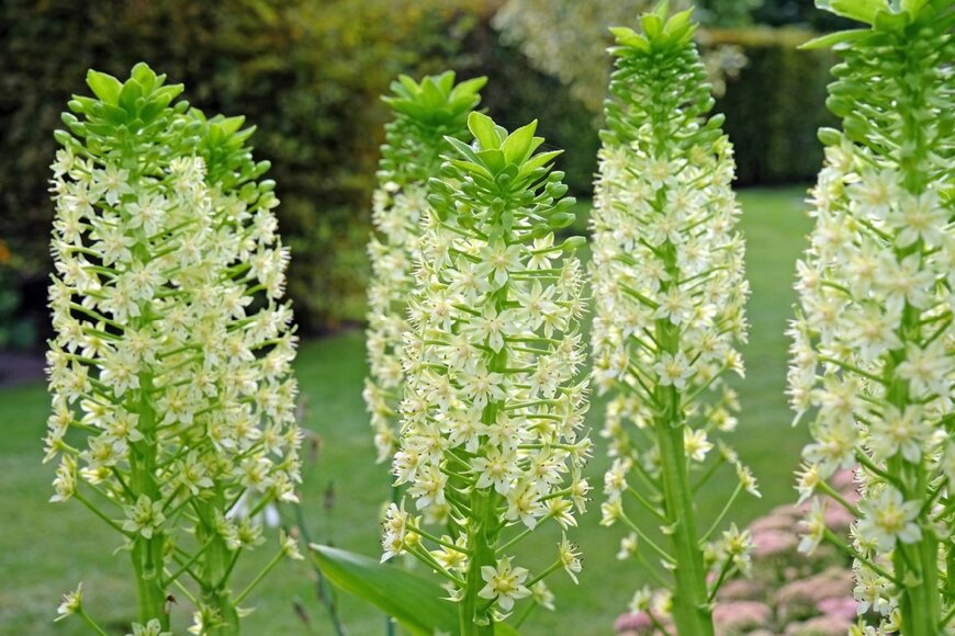 白い小花を咲かせているユーコミス