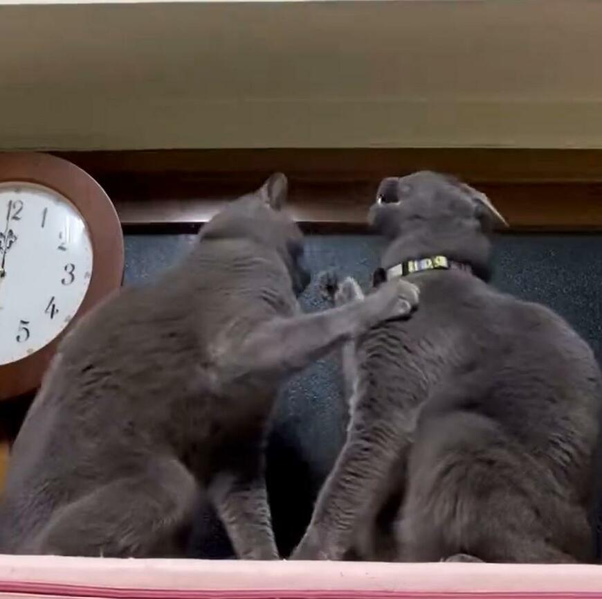 猫パンチを繰り広げる