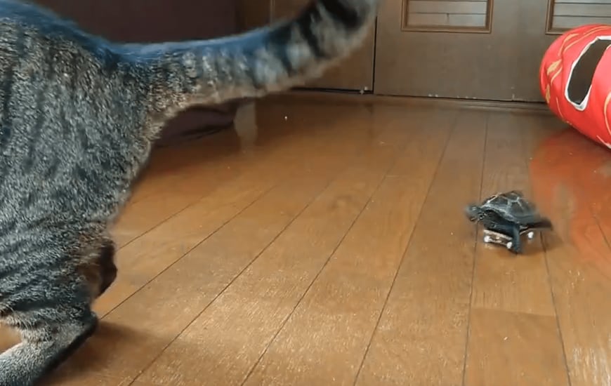 猫と亀