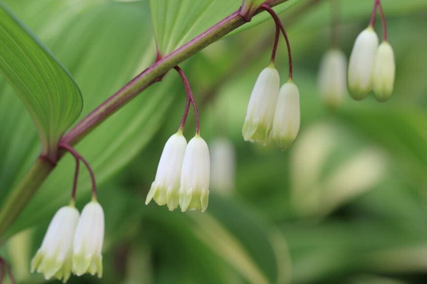 白い花を咲かせているアマドコロ