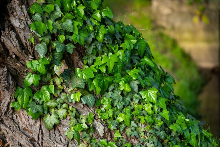 アイビーの葉が木の幹に絡まって生い茂っている