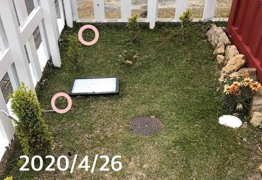 コニファーの生垣、枯れてしまったところも