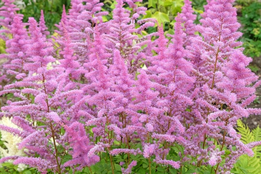 ピンク色のふわふわの花を咲かせているアスチルベ