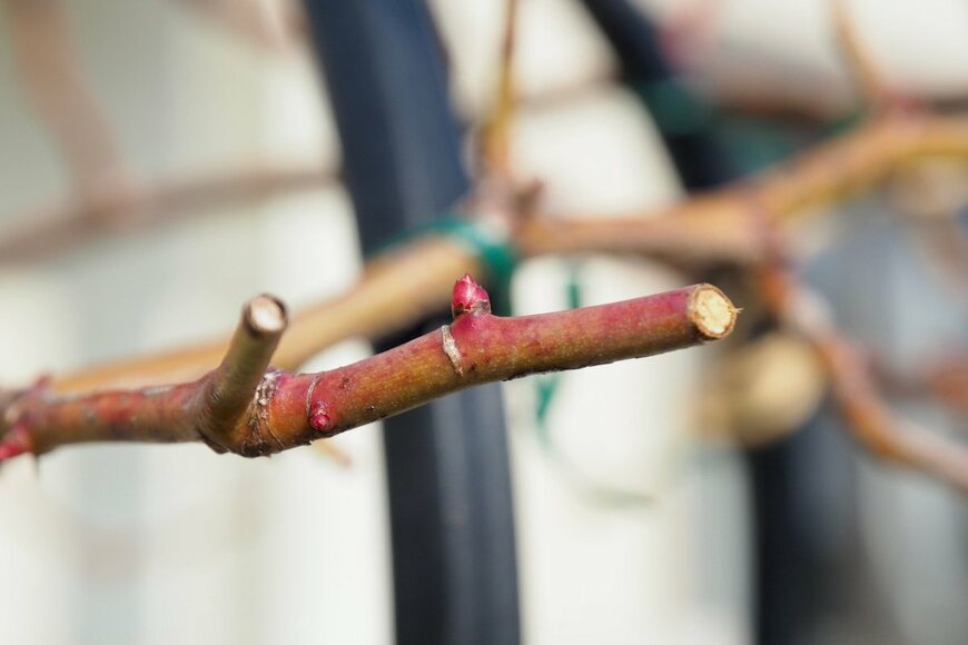 バラの枝がアップで写っている。