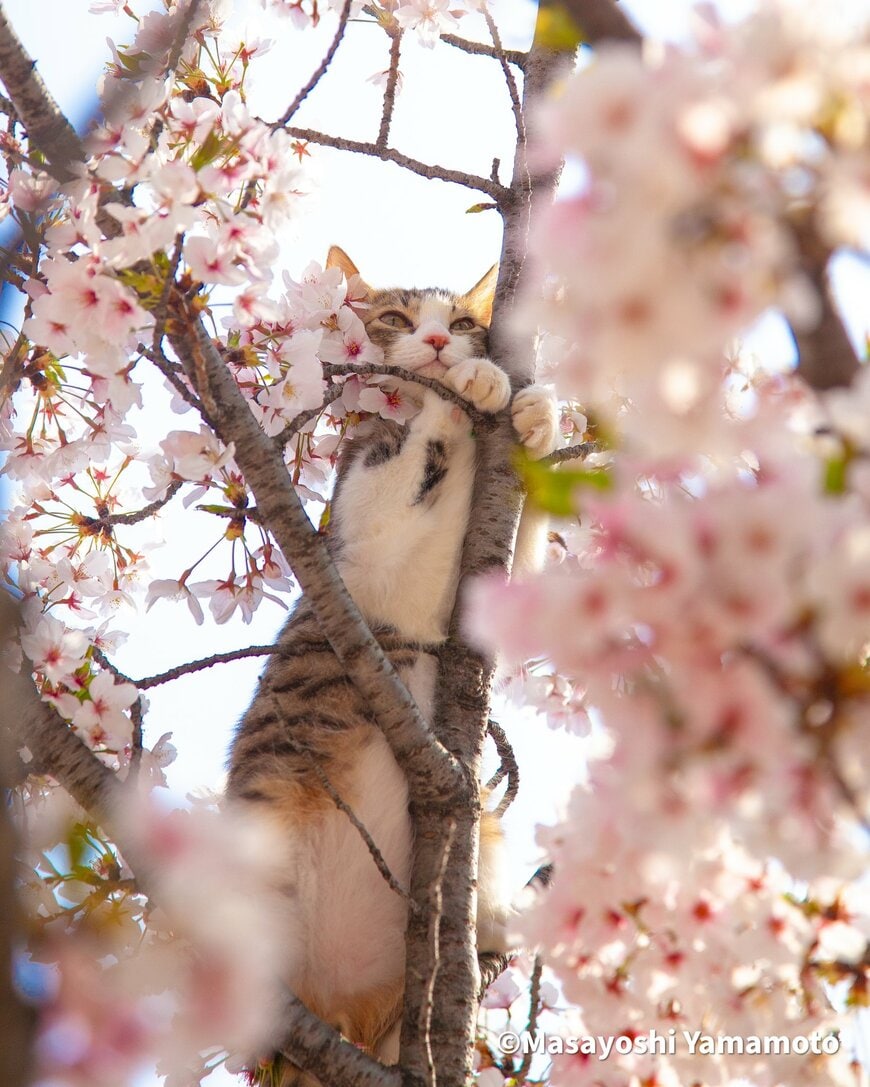 桜の木の中で立ち上がって花見中の猫