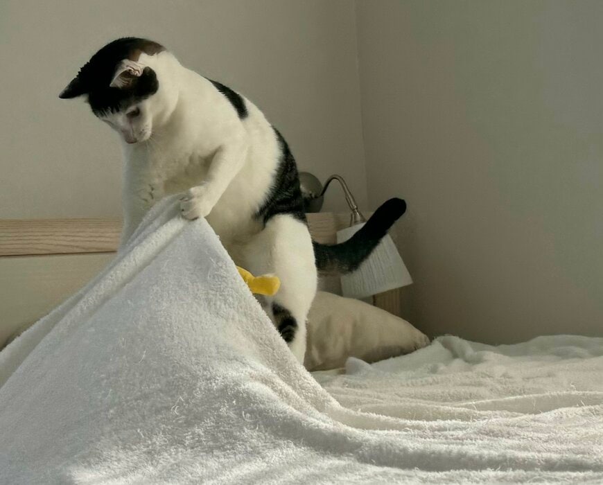 ベッドメイクする猫