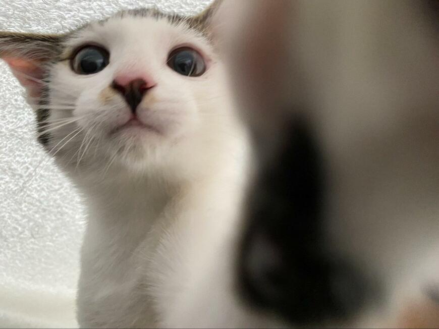 子猫時代もかわいい猫