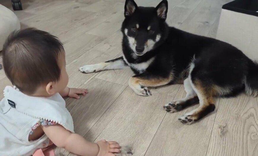 柴犬と赤ちゃん