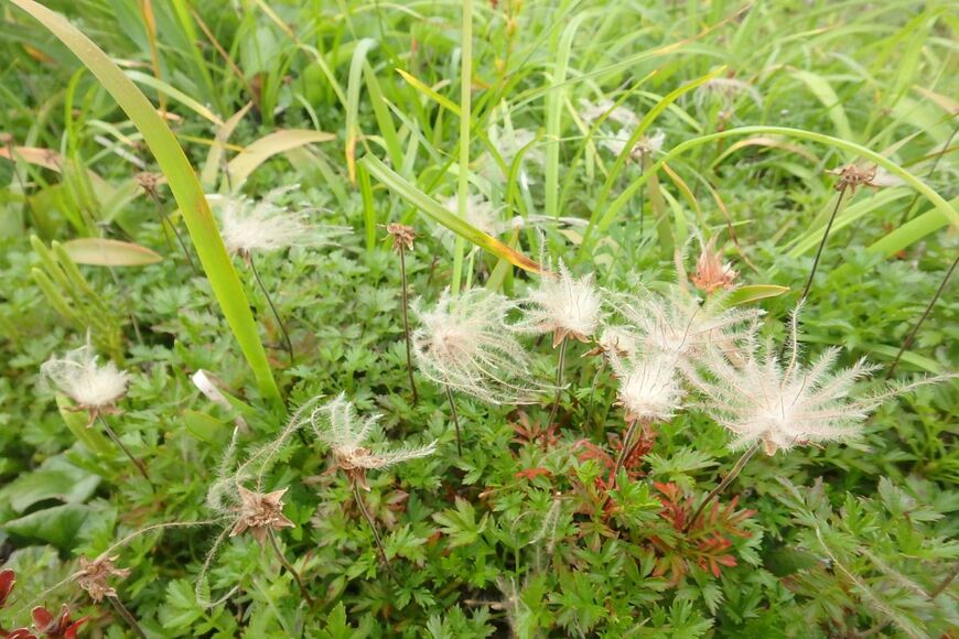 放射状に広がっている、チングルマの綿毛