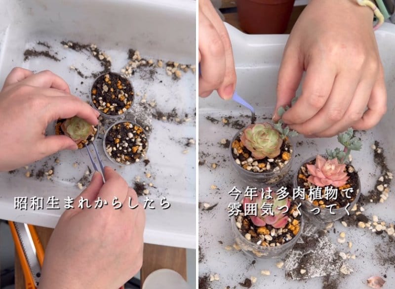 投稿の画像
