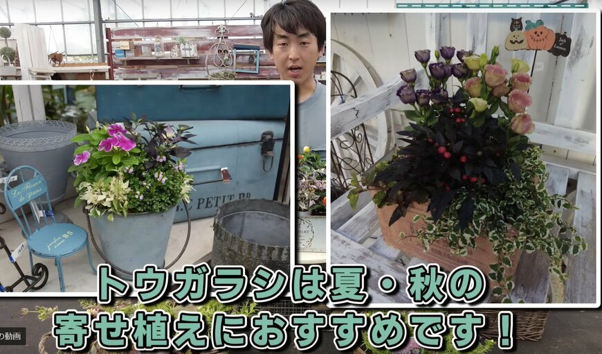 観賞用トウガラシ