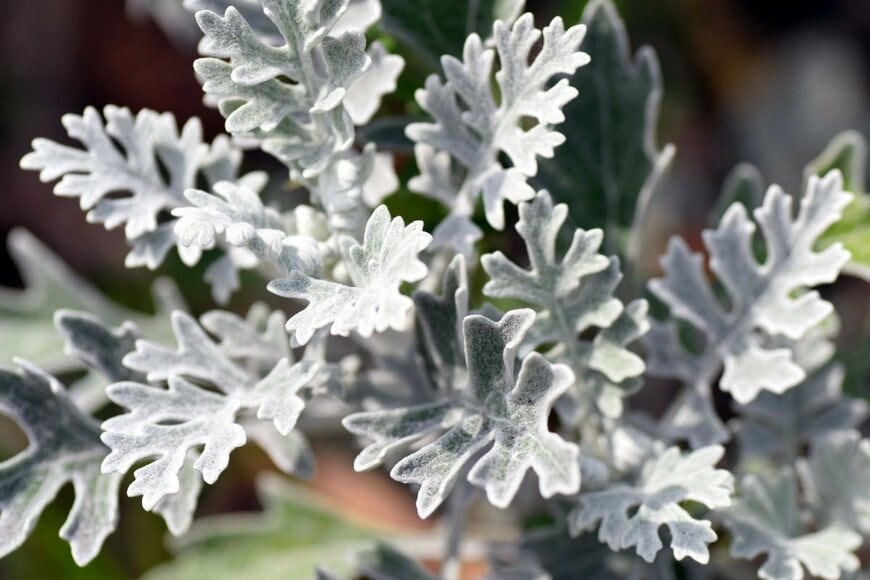 美しいシルバーリーフの、シロタエギク