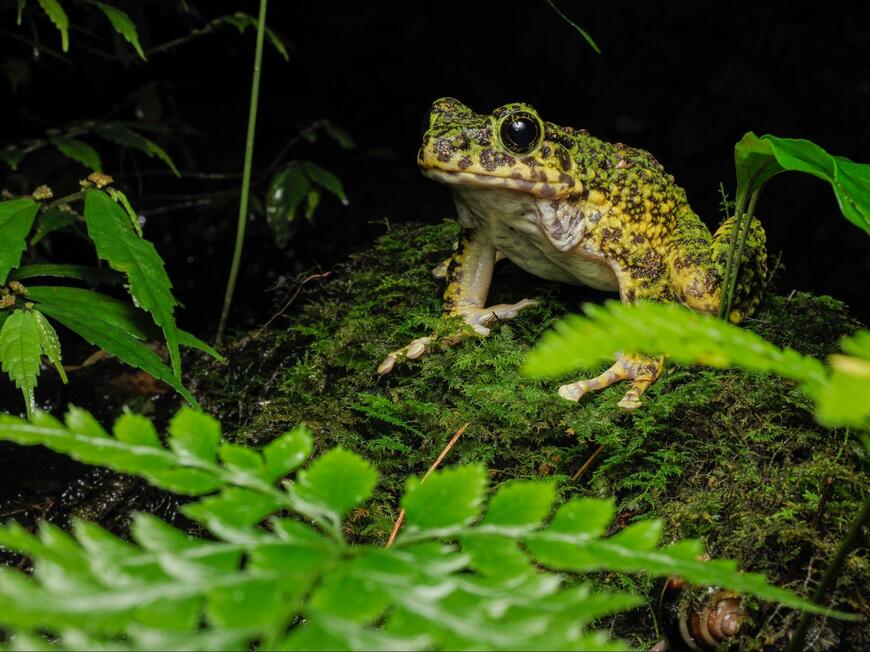 奄美大島の美しい自然と生物