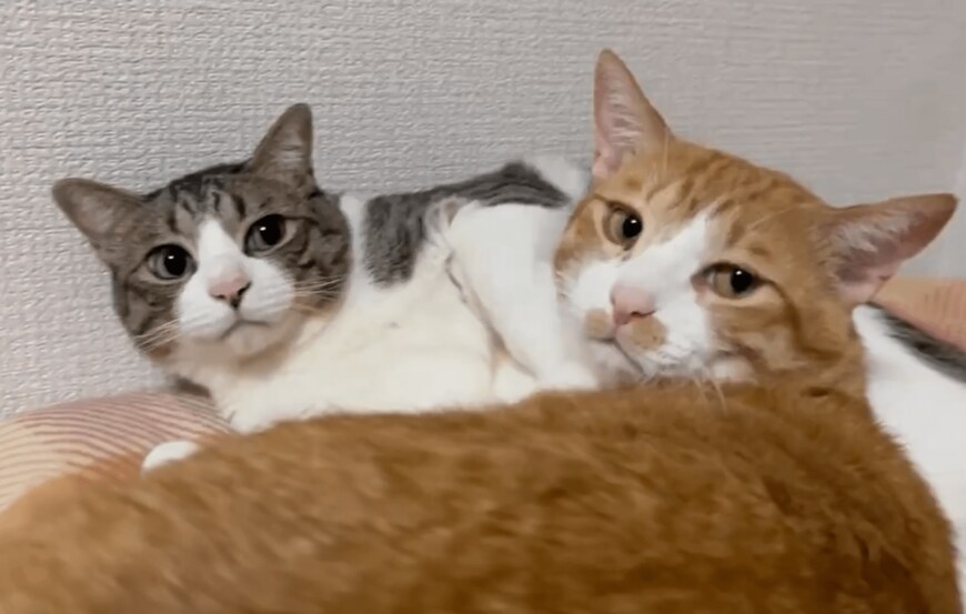 キックされてるのに幸せそうな猫