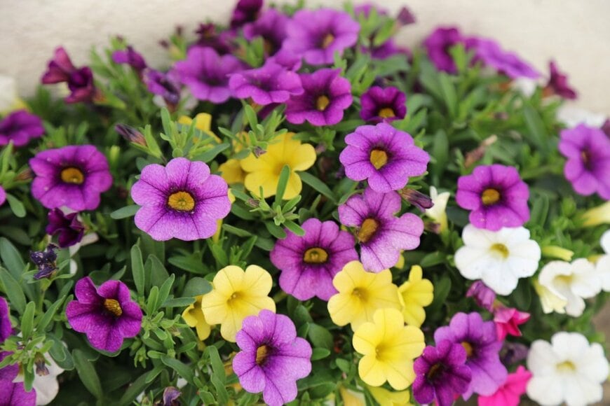 紫、黄色、白の花を咲かせているカリブラコア