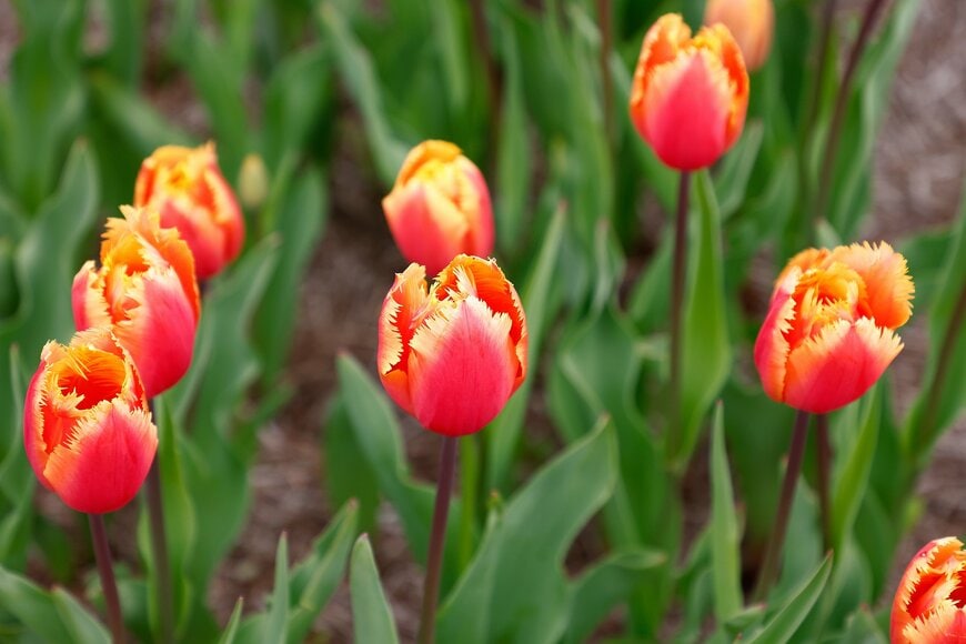 オレンジ色の花を咲かせている、チューリップ