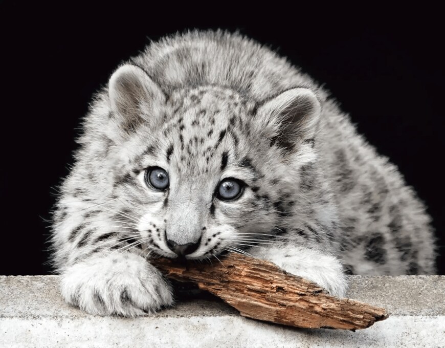 ほぼねこカレンダー2025