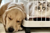 犬が寝てしまって一緒に遊べず、不満爆発の険しい表情を見せる猫がかわいいとTwitterで話題に！