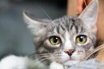 年金生活者支援給付金、来月12月15日に「夫婦で合計2万1800円」支給されるケースとは？請求期限に注意