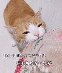 【毛活の悲劇！】洗濯したての毛布を早くもササミ風味に育て上げた猫ちゃんが話題に