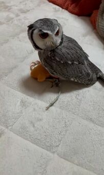 【消えるフクロウ】コミカルな動きで猛ダッシュ！大好きなぬいぐるみを咥えて走る姿に爆笑の嵐