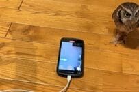 【フクロウ】スマホの画面に写る自分の姿に違和感　「誰や…」と驚く表情がかわいすぎる…