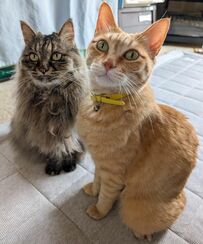 美形ママ猫、子どもからの“衝撃の報告”にびっくり仰天！？予想外の驚き顔に笑いが止まらない