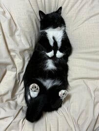 【思わず二度見】猫文字で「CIL」？！猫ちゃんの暗号めいた寝相が「可愛すぎて泣く」と話題