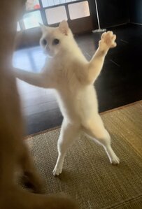 猫の骨格を人間に近づけたら　予想外の結果が面白かわいい