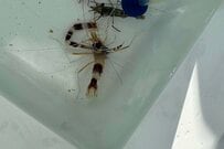 片腕のないエビを採取して数時間…「再生した姿」に仰天　ビフォーアフターに「謎のシステム」「神秘的」