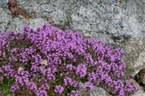 植えっぱなしで【おしゃれロックガーデン】冬も安心《寒さと乾燥に強い植物》5選＆作り方のコツ