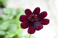 【ガーデニング】大人っぽいカラーがシックでオシャレ！オススメの植物＆組み合わせ例を紹介