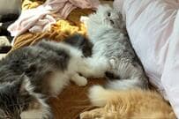 昼寝しにベッドへ行くと…まさに「猫フェスな光景」にいいね続出