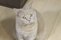 「人間の肘かと思った」美しい毛並みの猫がまさかの変貌　不思議な形に思わず二度見