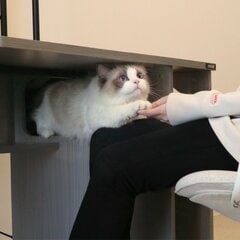ゲーム中もにゃんこと一緒！うれしすぎる工夫いっぱい「猫ハウス型デスク」がすごい。新生活のスタートにも！