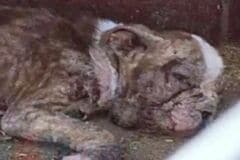 【保護犬】生後7週間で命の危機　「24時間体制の治療」で奇跡の回復を遂げるまでの物語に胸が熱くなる