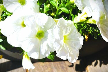 ガーデニング】新緑に映える！ホワイトの花が美しい多年草＆一年草